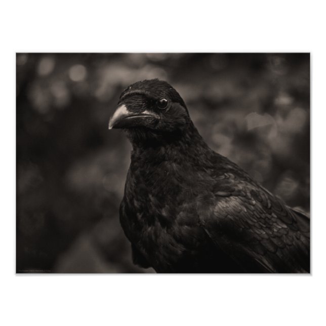 Impression Photo Le chercheur (Devant)