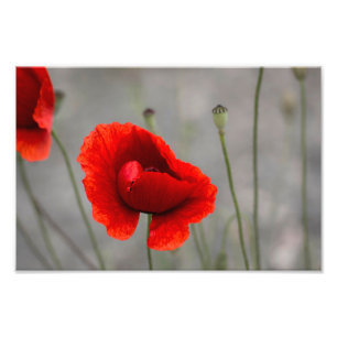 Impression photo Le Coquelicot rouge