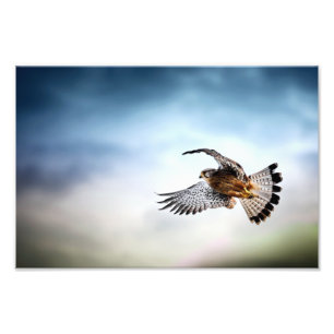 Impression Photo Le faucon s'envole dans le ciel