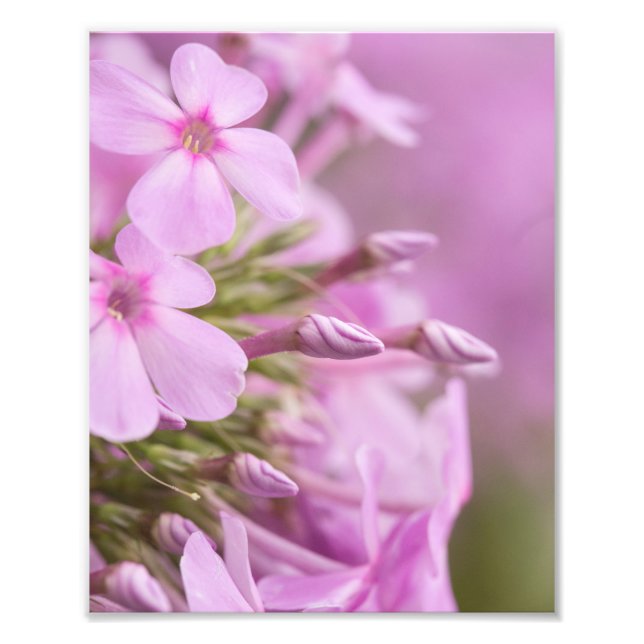 Impression Photo Le grand phlox rencontre gracieusement la lumière  (Devant)