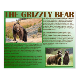 Impression Photo Le grizzli