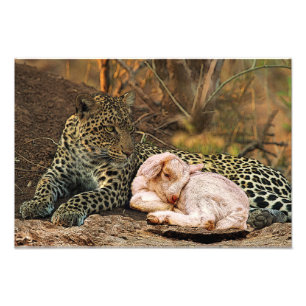 Impression Photo Le léopard s'allongera avec l'enfant Isaïe 11