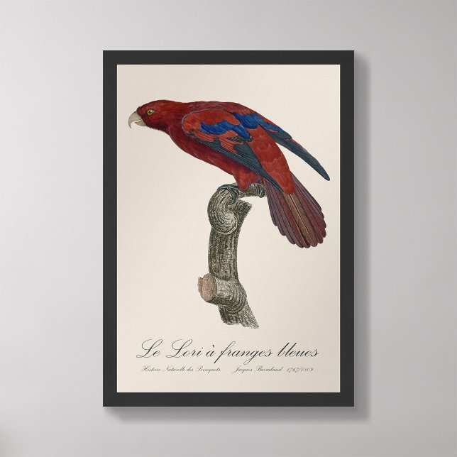 Impression Photo Le Lori a franges bleues (Créateur téléchargé)