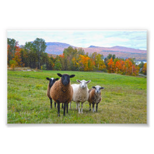 Impression Photo Le mouton du Vermont en automne