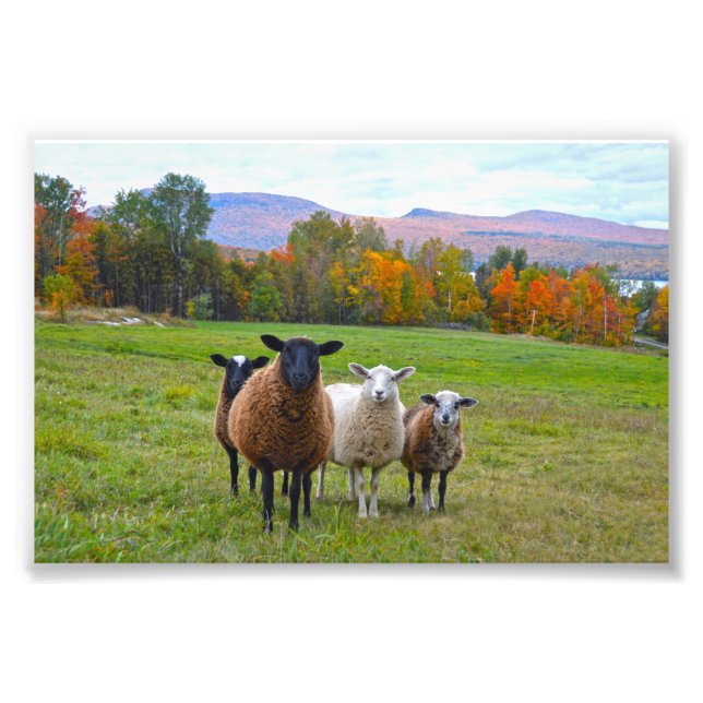 Impression Photo Le mouton du Vermont en automne (Devant)