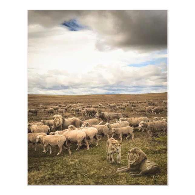 Impression Photo Le mouton et les lions coexistent en harmonie (Devant)
