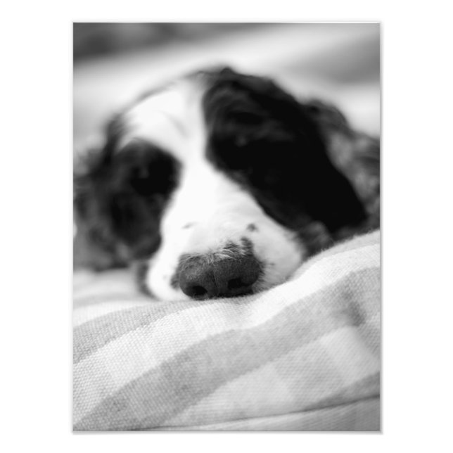 Impression Photo Le nez du chien (Devant)