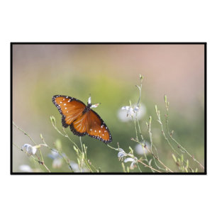 Impression Photo Le papillon de la reine à la lumière du matin