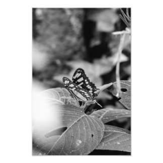 Impression Photo Le papillon et les Feuilles (B&W)