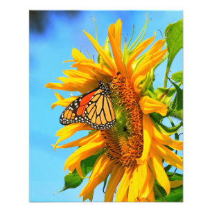 Impression Photo Le papillon Monarque sur le tournesol