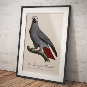 Impression Photo Le Perroquet Cendre - Illustration du XIXe siècle