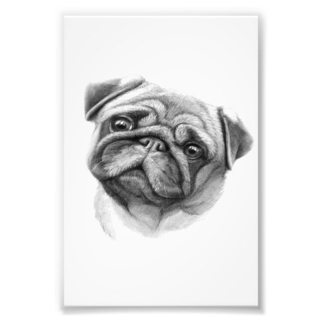 Impression Photo Le portrait Carlin | Face de chien de Carlin migno (Devant)