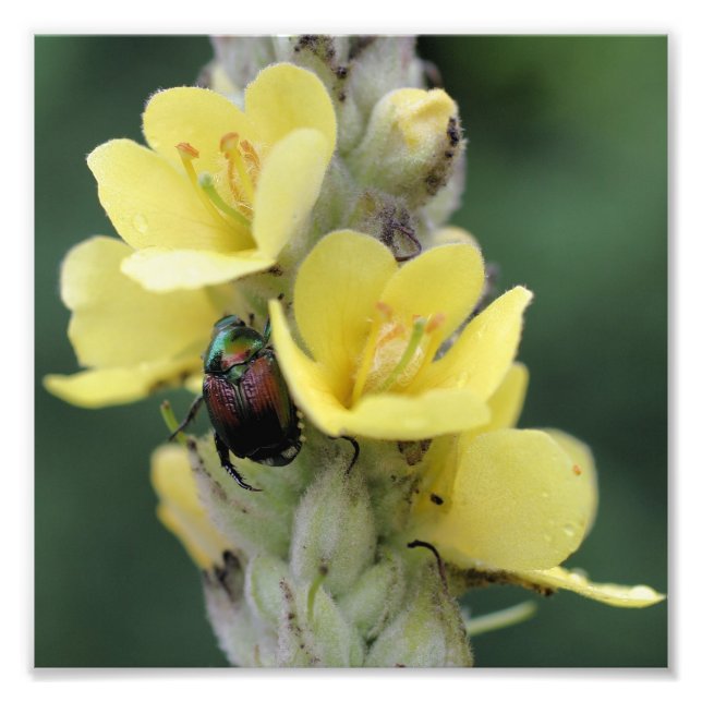 Impression Photo Le scarabée Sur La Fleur Mullein Sauvage Fermer 8x (Devant)