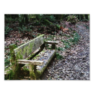 Impression Photo Le sentier de la nature de Mossy Bench dans le par