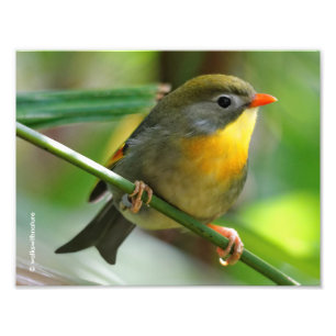Impression Photo Leiothrix coloré / Pekin Robin Songbird