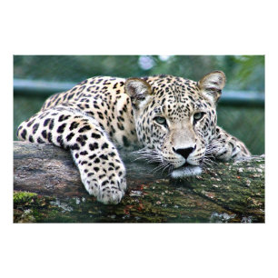 Impression Photo Leopard sur un carnet