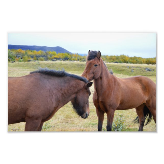 Impression Photo Les chevaux islandais se saluent (Devant)