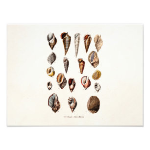 Impression Photo Les coquilles vintages de mer ont personnalisé la