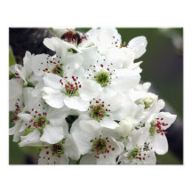 Les fleurs d'Apple au printemps