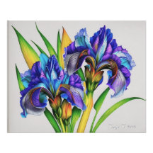 Les fleurs d'Iris, les belles fleurs de printemps