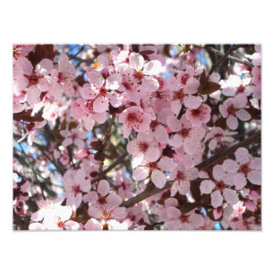 Impression Photo Les fleurs roses sur l'arbre à fleurs ornemental