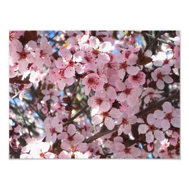 Impression Photo Les fleurs roses sur l'arbre à fleurs ornemental (Devant)