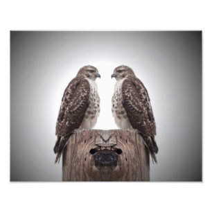 Impression Photo Les Hawks en poste