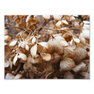 Impression Photo Les hydrangeas de février