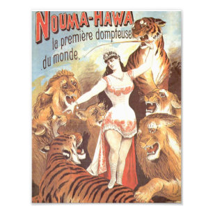 Impression Photo Les murmures de Nouma Hawa aux tigres