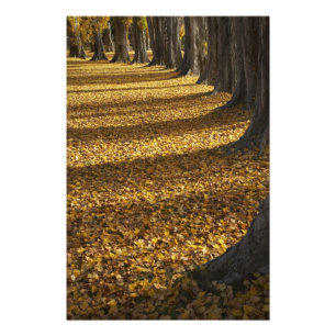 Impression Photo Les peupliers en automne, le lac Wanaka, Otago,