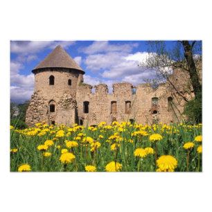 Impression Photo Les pissenlits entourent le château de Cesis au ce