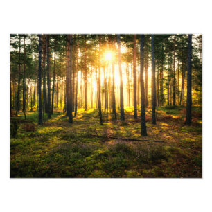 Impression Photo Les poutres du soleil brille dans la pinède