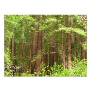 Impression Photo Les séquoias au monument national de Muir Woods