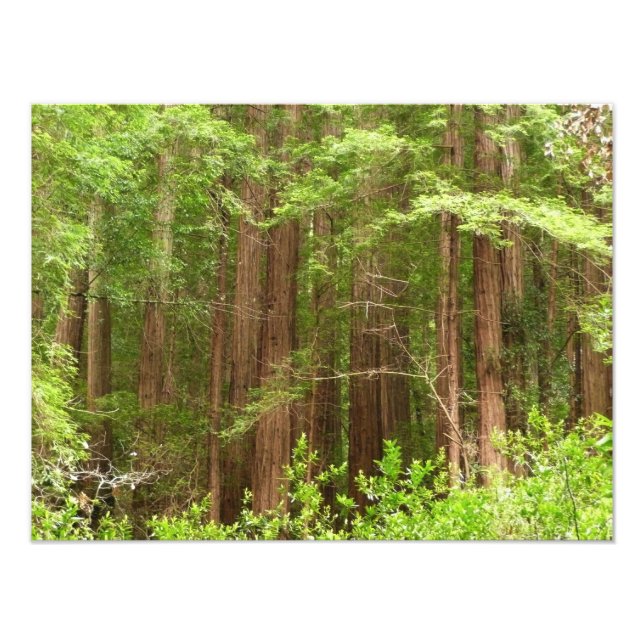 Impression Photo Les séquoias au monument national de Muir Woods (Devant)