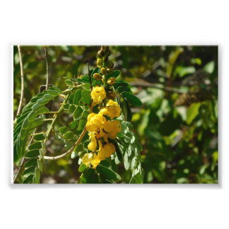 Impression Photo Les trésors floraux