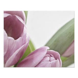 Impression Photo Les tulipes fleurissent