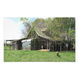 Impression Photo Les vieilles chèvres autoguident