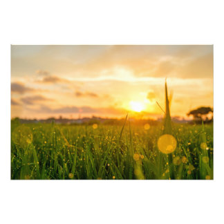 Impression Photo Lever de soleil doré sur le champ de Dewy | Nature