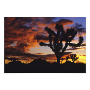 Impression Photo Lever du soleil spectaculaire à Joshua Tree Nation