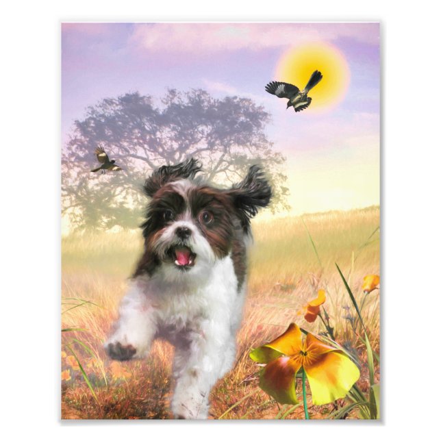 Impression Photo Lhasa Apso Chien HIGH TAIL HOME (Devant)