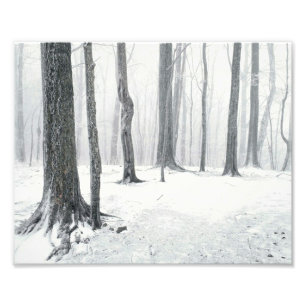 Impression Photo L'hiver dans les bois