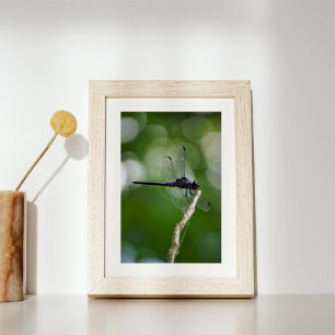 Impression Photo libellule