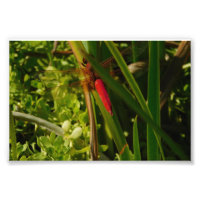 Libellule rouge