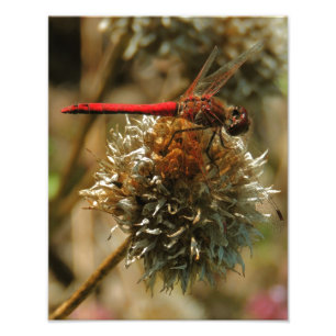 Impression Photo Libellule rouge d'automne