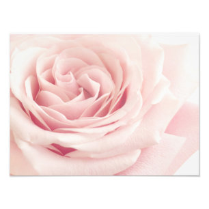Impression Photo Light Pink Rose Flower