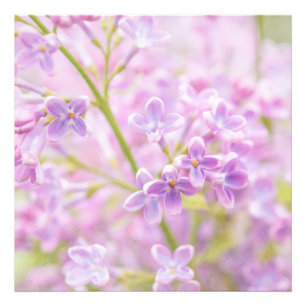 Impression Photo Lilac Fleurs Mist