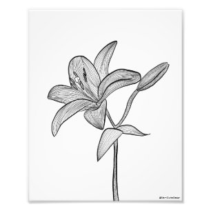 Impression Photo Lily