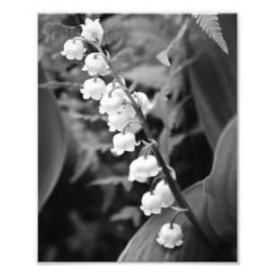 Impression Photo Lily de la Vallée