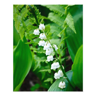 Impression Photo Lily de la Vallée