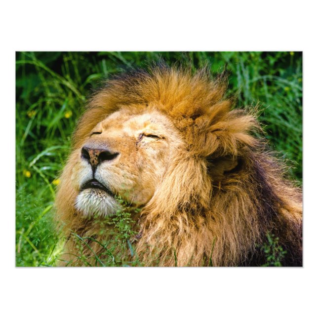 Impression Photo Lion (Devant)
